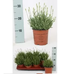 Lavandula angustifolia Arctic Snow