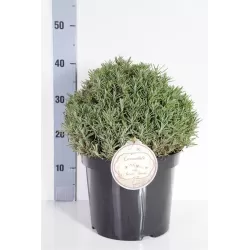 Lavandula angustifolia Arctic Snow