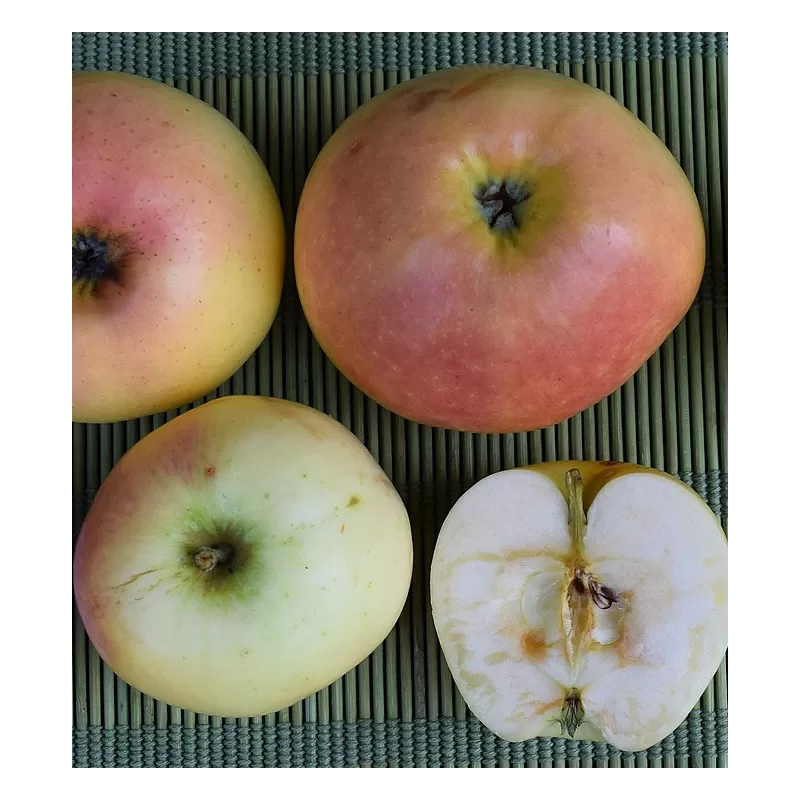 Apple tree - Malus domestica BERŽININKŲ ANANASAS