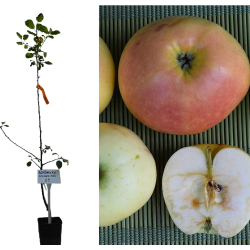 Apple tree - Malus domestica BERŽININKŲ ANANASAS