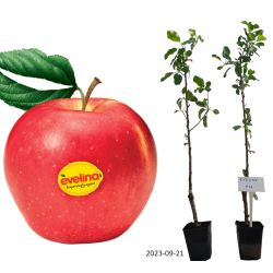 Apple Tree - Malus domestica EVELINA