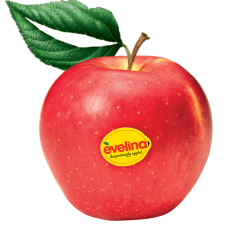 Obelų sodinukai internetu su pristatymu į namus