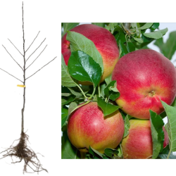 Apple Tree - Malus domestica GENEVA EARLY