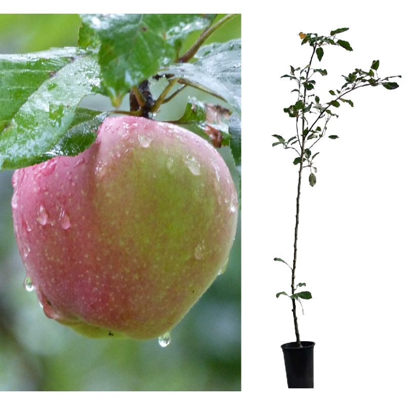Apple Tree - Malus domestica GLOSTER