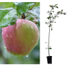 Apple Tree - Malus domestica GLOSTER