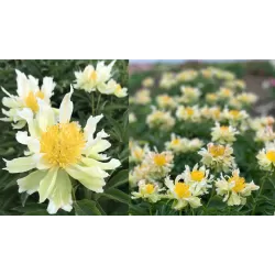 Bijūnas - Paeonia GREEN LOTUS