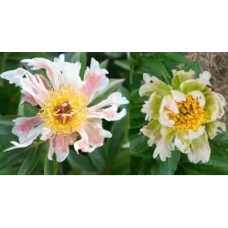 Paeonia GREEN LOTUS