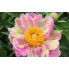 Bijūnas - Paeonia GREEN LOTUS