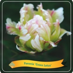 Bijūnas - Paeonia GREEN LOTUS