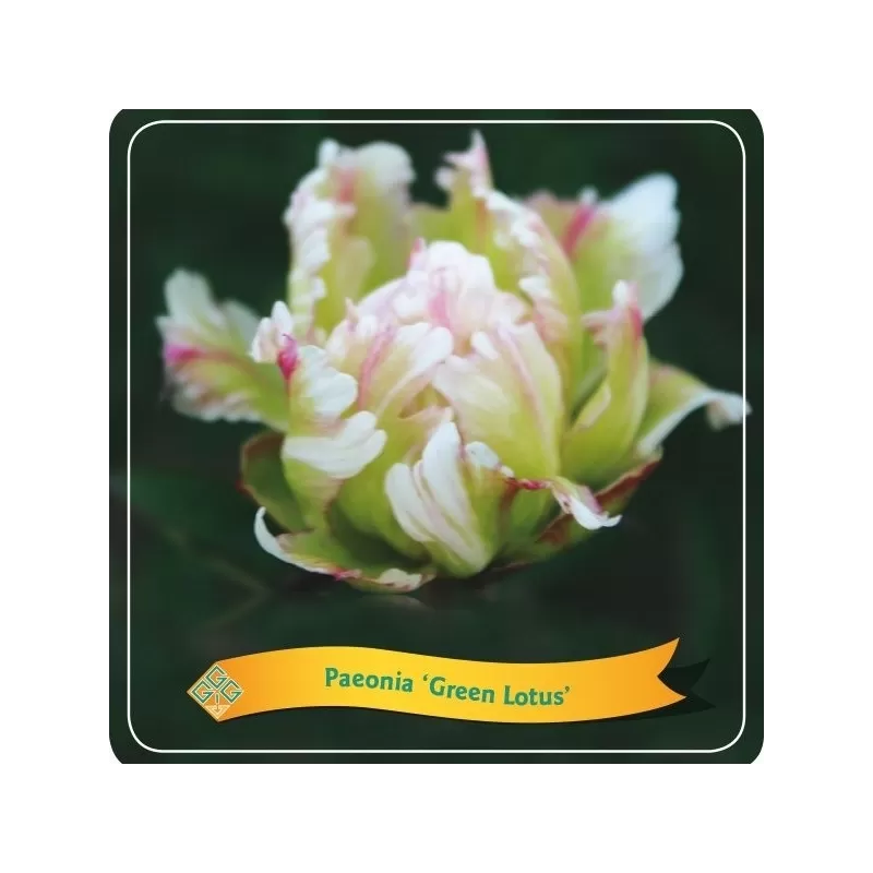 Paeonia GREEN LOTUS