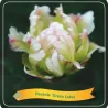 Paeonia GREEN LOTUS