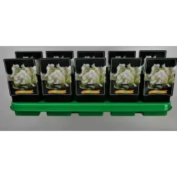 Bijūnas - Paeonia GREEN LOTUS