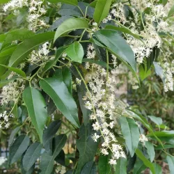 Mažalapė ieva - Prunus lusitanica Angustifolia (medis)