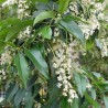 Prunus lusitanica Angustifolia (tree form)
