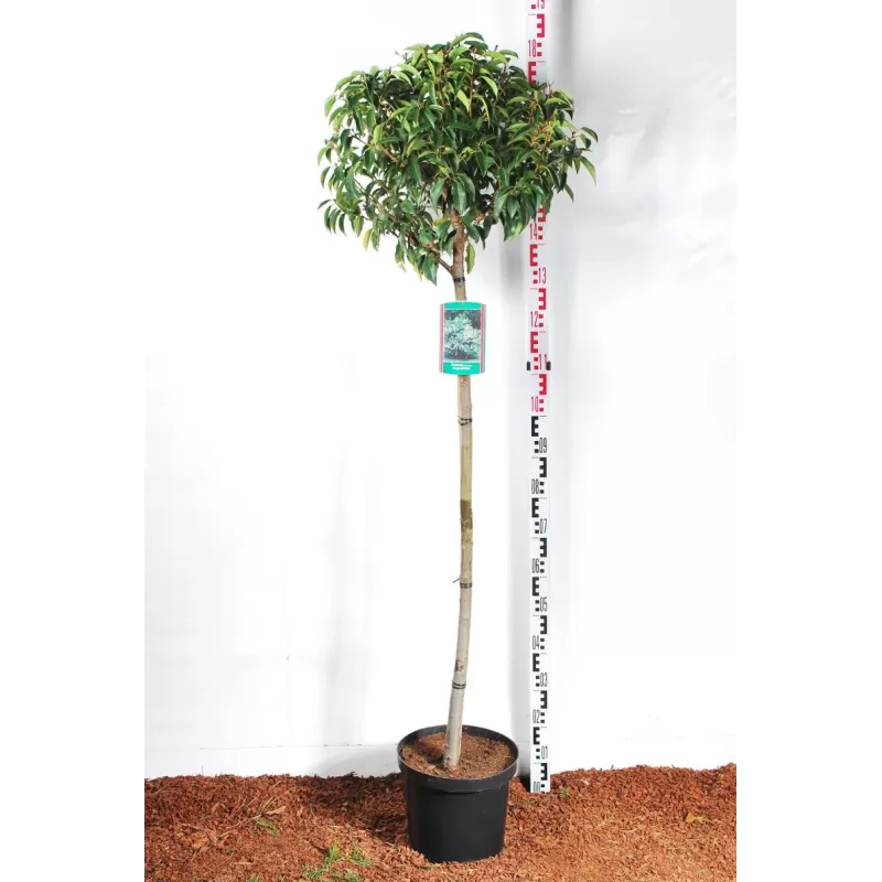 Mažalapė ieva - Prunus lusitanica Angustifolia (medis)