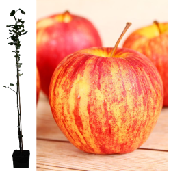 Apple Tree - Malus domestica HONEYCRISP