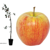 Apple Tree - Malus domestica JONAGORED