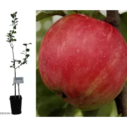 Naminė obelis - Malus domestica KRASNOJE RANNEJE