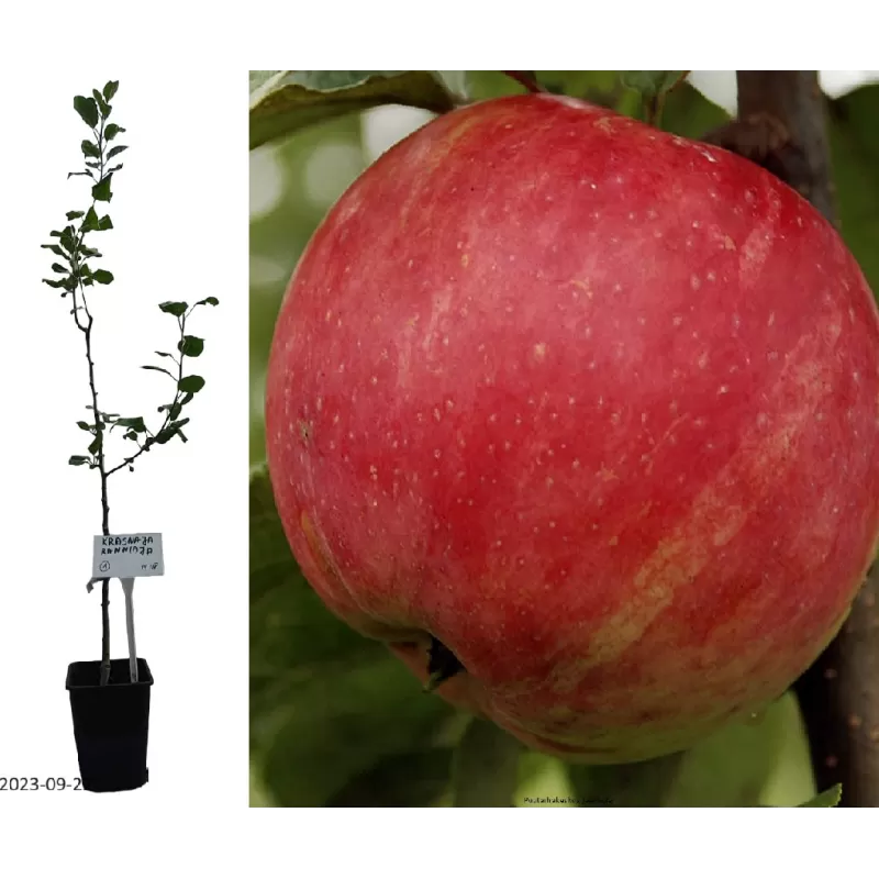 Apple Tree - Malus domestica KRASNOJE RANNEJE
