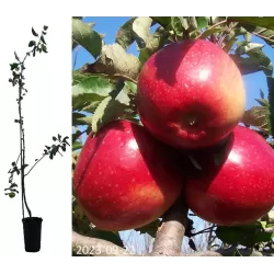 Naminė obelis - Malus domestica LIGOL