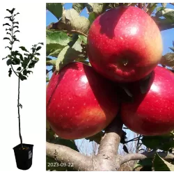 Naminė obelis - Malus domestica LIGOL