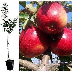 Apple Tree - Malus domestica LIGOL