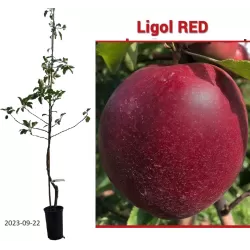 Naminė obelis - Malus domestica LIGOL RED