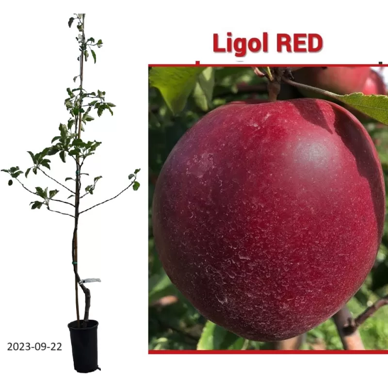 Naminė obelis - Malus domestica LIGOL RED
