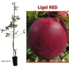 Apple Tree - Malus domestica LIGOL RED