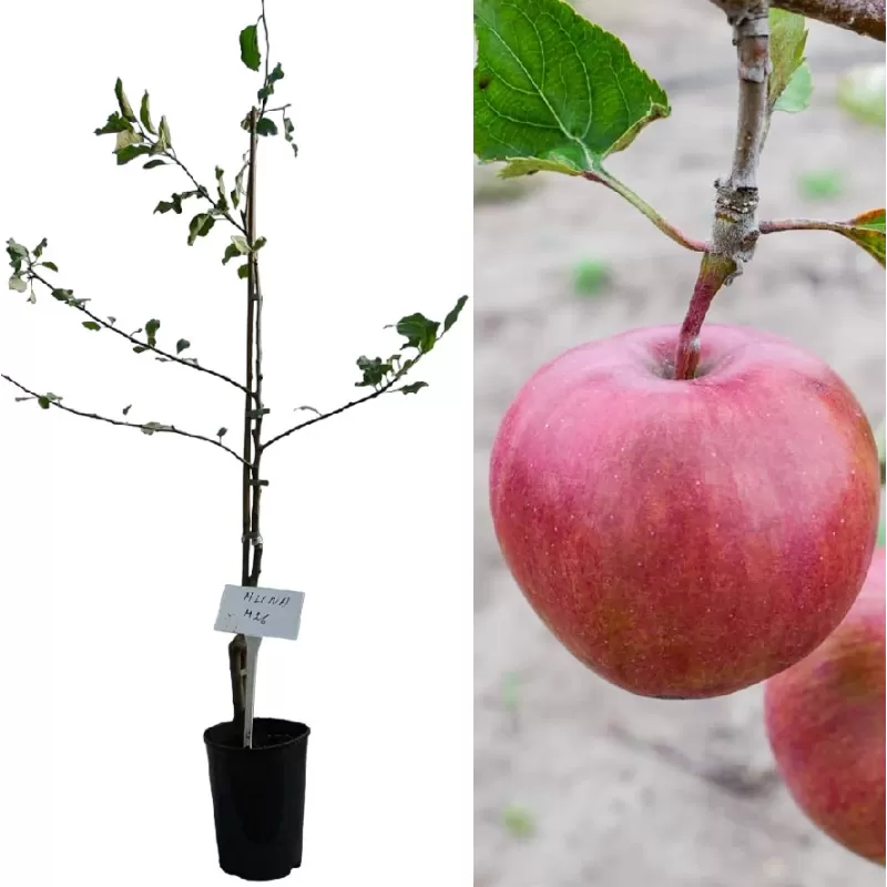 Naminė obelis - Malus domestica MUNA