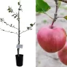 Apple Tree - Malus domestica MUNA