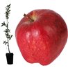 Apple Tree - Malus domestica RED CHIEF