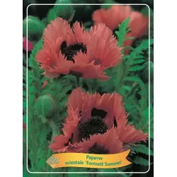 Aguona - Papaver orientale FORNSETT SUMMER