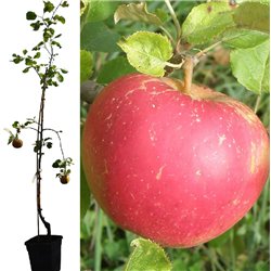 Apple Tree - Malus domestica RED BOSKOOP