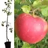 Naminė obelis - Malus domestica RED BOSKOOP