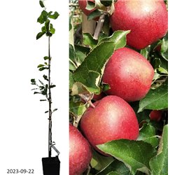Apple Tree - Malus domestica RED JONAPRINCE