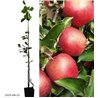 Apple Tree - Malus domestica RED JONAPRINCE