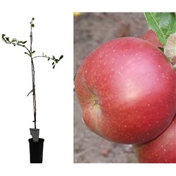 Apple Tree - Malus domestica REDKROFT