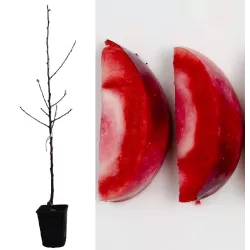 Apple Tree - Malus domestica REDLOVE ERA