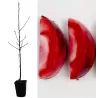 Naminė obelis - Malus domestica REDLOVE ERA