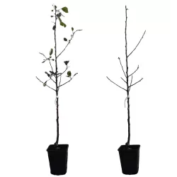 Apple Tree - Malus domestica REDLOVE ERA