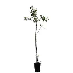 Žagarės sodų vaismedžiai internetu su pristatymu į namus