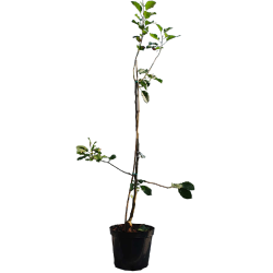 Apple Treee - Malus domestica RUBIN