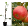 Apple Treee - Malus domestica RUBIN
