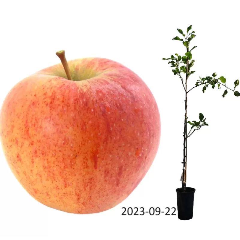 Apple Tree - Malus domestica ŠAMPION / CHAMPION