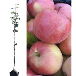 Apple Tree - Malus domestica SIERINKA