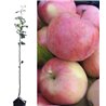Apple Tree - Malus domestica SIERINKA