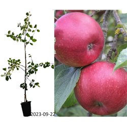 Naminė obelis - Malus domestica ŠTARIS