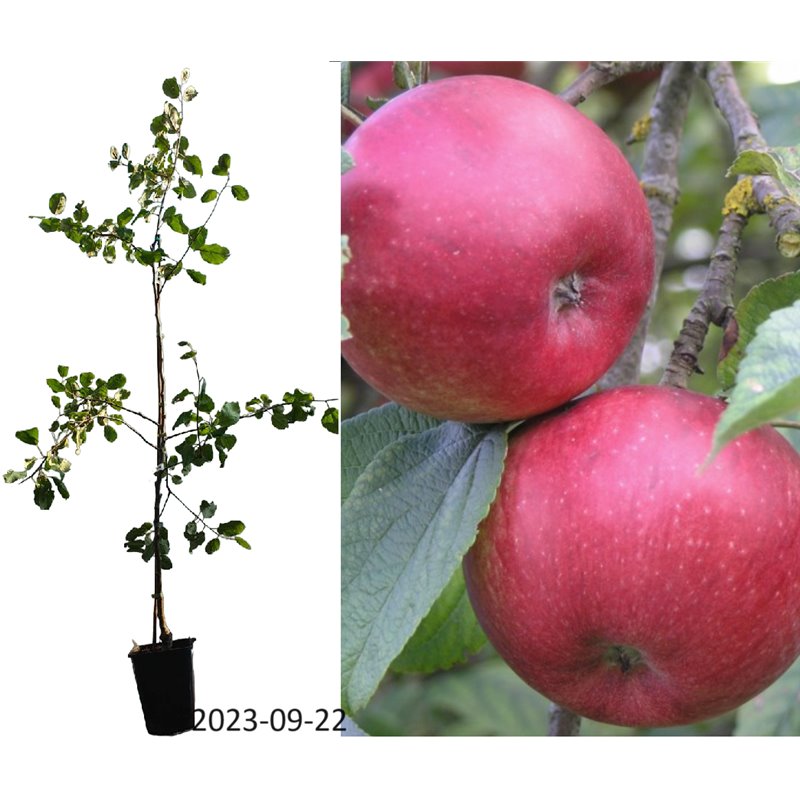 Apple Tree - Malus domestica ŠTARIS / SHTARIS