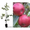 Apple Tree - Malus domestica ŠTARIS / SHTARIS